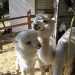 Il Basilicata Alpaca si trova ad Acerenza, in provincia di Potenza: oltre a produrre lambita fibra tessile offre (a pagamento) momenti di svago e laboratori legati ai 15 camelidi ivi ospitati